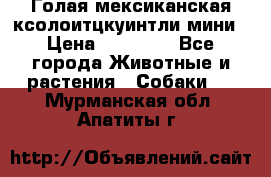 Голая мексиканская ксолоитцкуинтли мини › Цена ­ 20 000 - Все города Животные и растения » Собаки   . Мурманская обл.,Апатиты г.